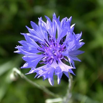 Gélules de Bleuet 180 mg, (Centaurea cyanus)
