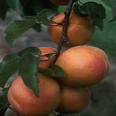 PLANTE MÉDICINALE d'Abricotier (coque), Armeniaca vulgaris