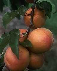HUILE HYDROSOLUBLE de Noyau d'Abricot (Armeniaca vulgaris)
