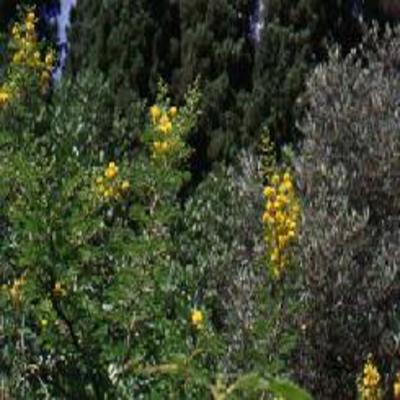 GÉLULES d 'Acacia (fleur) 180 mg, (Acacia horrida)