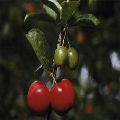 Poudre de Plante médicinale d'Acérola (fruit) poudre BIO