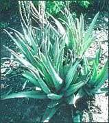 Poudre de Plante médicinale d'Aloès du cap (suc), Aloe vera