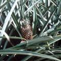 Poudre de Plante médicinale d'Ananas (tige) BIO