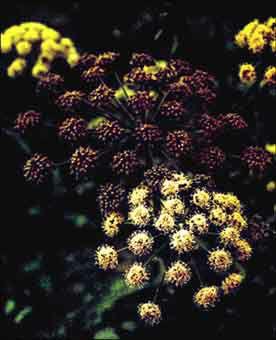 Poudre de Plante médicinale d'Angélique (feuille), Angelica archangelica