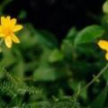 Poudre de Plante médicinale D'Arnica montana (fleur) BIO