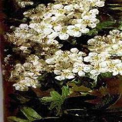 Poudre de Plante médicinale D'Aubépine (fleur) BIO