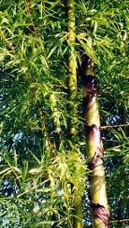 GÉLULES de Bambou 320 mg, BIO