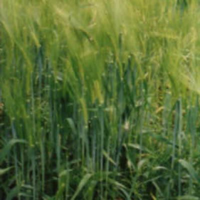 GÉLULES de Germe de blé (300 mg), Triticum sativus