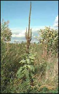 PLANTE MÉDICINALE de Bouillon blanc PA, (Verbascum thapsus) BIO