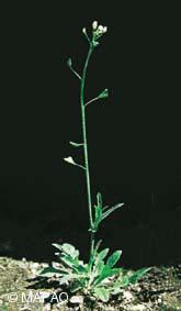 PLANTE MÉDICINALE de Bourse à pasteur (plante), Capsella bursa pastoris