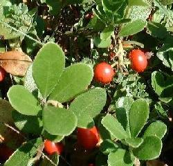 PLANTE MÉDICINALE de Busserole (feuille), Arctostaphylos uva-ursi