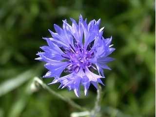 PLANTE MÉDICINALE de Bleuet (fleur), Centaurea cyanus