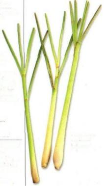 PLANTE MÉDICINALE de Citronnelle (plante), Cymbopogon nardus