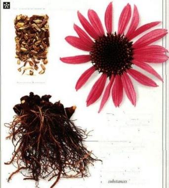 Plante médicinale de Echinacéa purpuréa (racine), Echinacea angustifolia