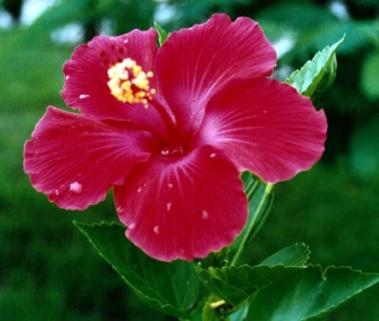Plante médicinale de Hibiscus (fleur), Hibískos BIO