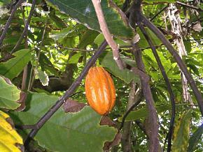 Poudre de Plante médicinale de Cacao fève, Theobroma cacao