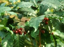 Poudre de Plante médicinale de Cafe vert graine, Coffea arabica ou robusta