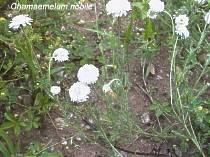 Poudre de Plante médicinale de Camomille romaine (fleur), Anthemis nobilis