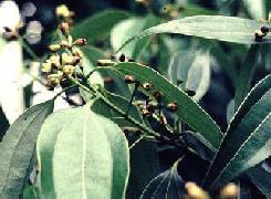 PLANTE MÉDICINALE de Cannelle de chine (écorce), Cinnamomum cassia