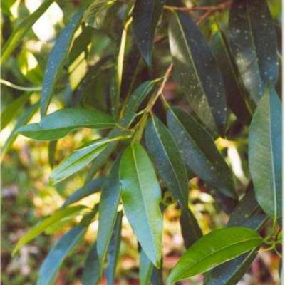 Poudre de Plante médicinale de Cannelle (écorce), Cinnamomum cassia