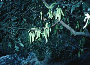 PLANTE MÉDICINALE de Caroube (fruit), Ceratonia siliqua