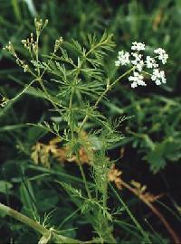 Poudre de Plante médicinale de Carvi (semence), Carum carvi