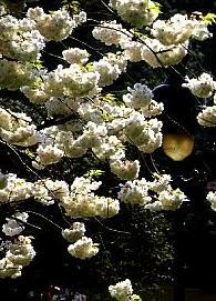 PLANTE MÉDICINALE de Cerise (queue), Prunus cerasus BIO