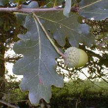 PLANTE MÉDICINALE de Chêne (écorce), Quercus robur