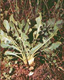 Poudre de Plante médicinale de Chicorée (racine), Cichorium intybus