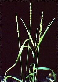 PLANTE MÉDICINALE de Chiendent italie (racine), Agropyrum repens