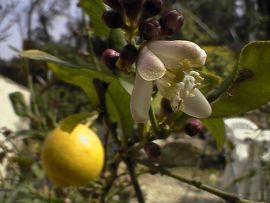 PLANTE MÉDICINALE de Citron jaune (fruit), Citrus medica BIO