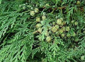 Plante médicinale de Cyprès (noix concassée), Cupressus sempervirens