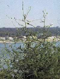 Plante médicinale de Erysimum (plante), Erysimum officinale
