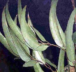 Plante médicinale de Eucalyptus (feuille), Eucalyptus globulus BIO