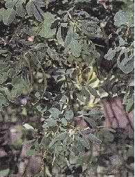 Poudre de Plante médicinale de Fenugrec (semence), Trigonella foenum-graecum