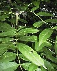 Poudre de Plante médicinale de Frêne excelsior (écorce), Fraxinus excelsior