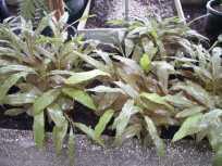Plante médicinale de Galanga (racine), Alpinia officinarum BIO