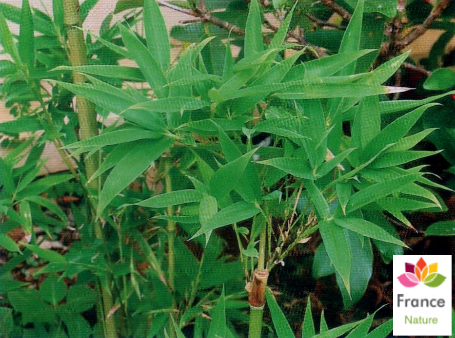 Gelules de bambou 320 mg bambusa arundinacea 
