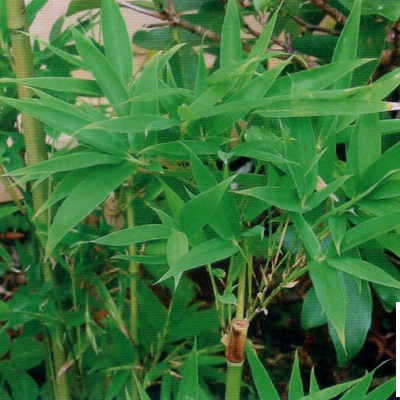 GÉLULES de Bambou 320 mg, (Bambusa arundinacea)