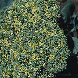 HUILE ESSENTIELLE de Girofle clou (Caryophyllus aromaticus)