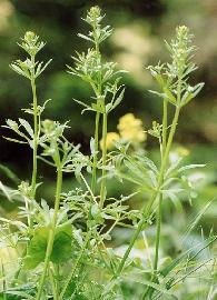 Poudre de Plante médicinale de Gaillet gratteron, Galium aparine