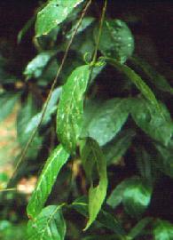Plante médicinale de Griffe du chat (écorce), Uncaria tomentosa