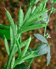 Poudre de Plante médicinale de Gomme Guar, Cyamopsis tetragonoloba