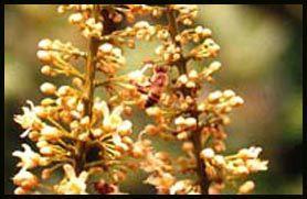 Plante médicinale de Guarana (semence), Paullinia cupana