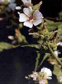Plante médicinale de Guimauve (feuille), Althaea officinalis