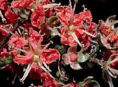 Plante médicinale de Henné neutre (feuille), Lawsonia inermis