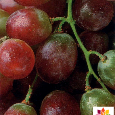 HUILE HYDROSOLUBLE de Pépins de raisin (Vitis vinifera)