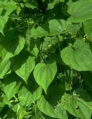 Poudre de Plante médicinale de Igname vilosa (racine), Dioscorea villosa