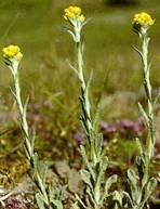 HUILE ESSENTIELLE de Hélicryse italienne (Helichrysum arenarium)
