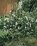 Plante médicinale de Jasmin (fleur), Jasminum officinale